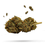 3X Crazy - Cannabissorte