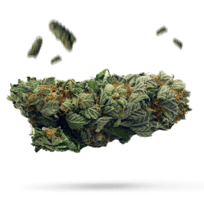 66 Cookies - Cannabissorte