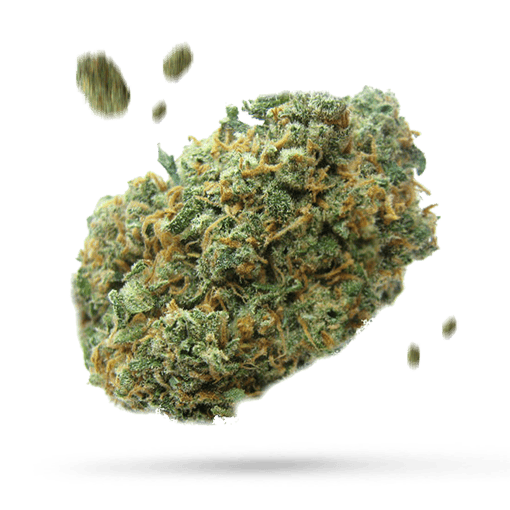 707 - Cannabissorte