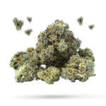 Acapulco Punch - Cannabissorte