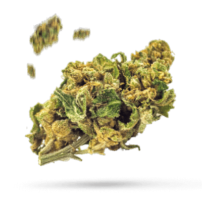 Afghan Haze - Cannabissorte
