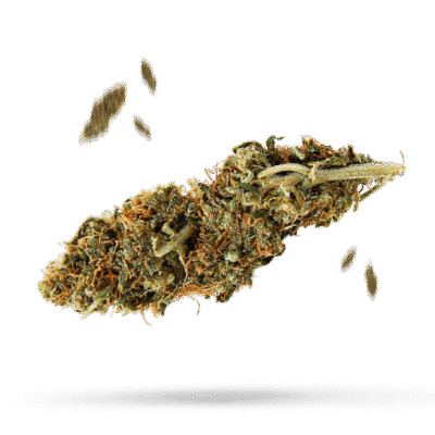 Afghan Widow - Cannabissorte