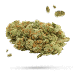 AK-47 - Cannabissorte