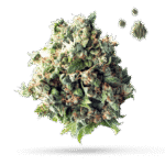 Alaskan Thunder Fuck - Cannabissorte