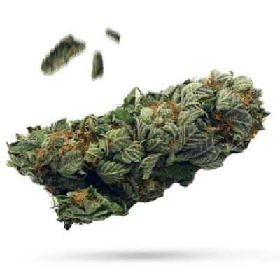 Alf - Cannabissorte
