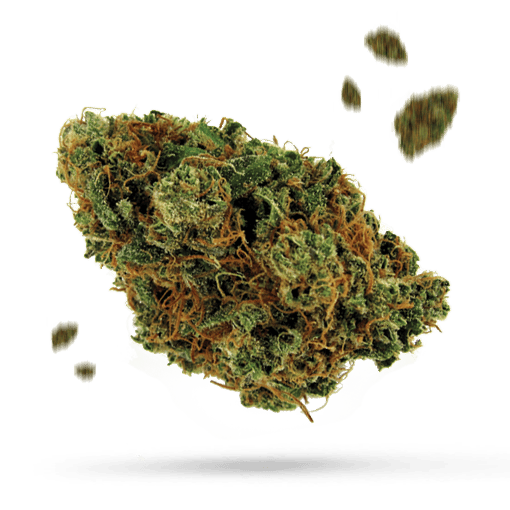 Alice - Cannabissorte