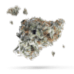 Alien Cheese - Cannabissorte