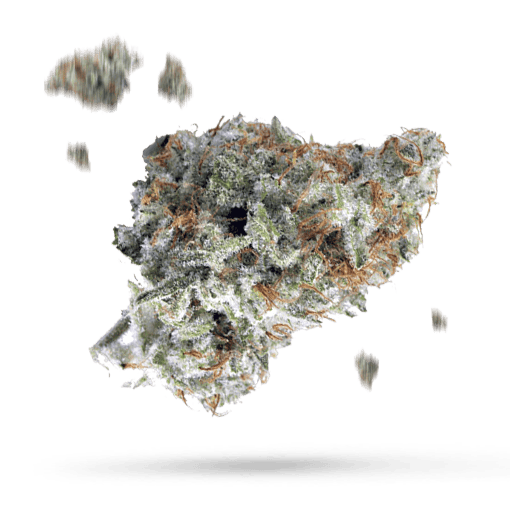 Alien Cheese - Cannabissorte