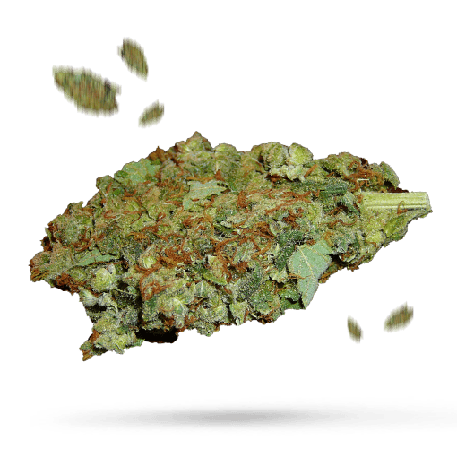 Alien Dawg - Cannabissorte