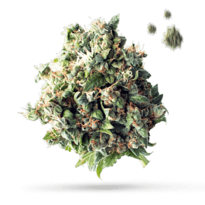 Alien Hallucination - Cannabissorte