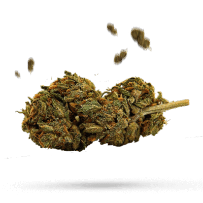 Allen Iverson OG - Cannabissorte