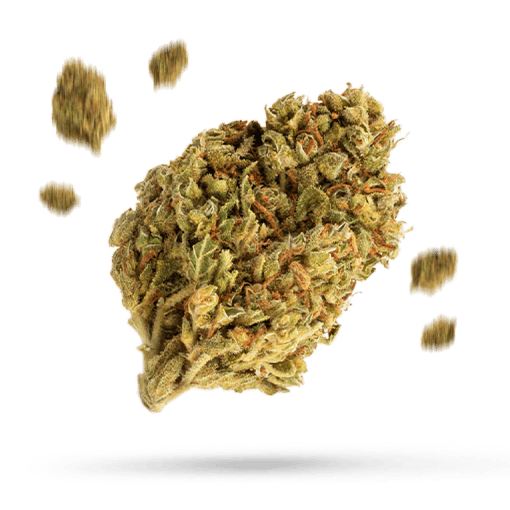 Alpha OG - Cannabissorte