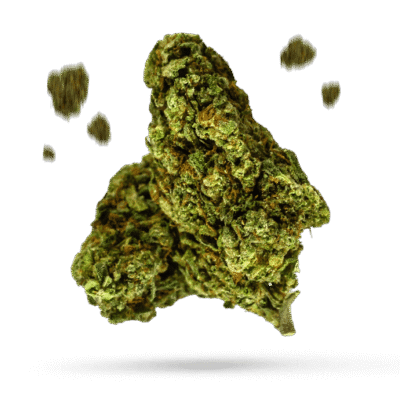 Alpine Star - Cannabissorte