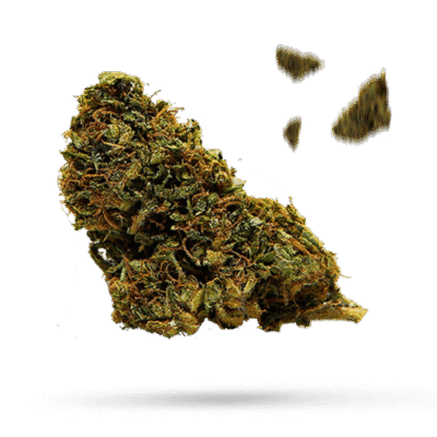 Amnesia White - Cannabissorte