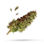 Anesia Scout Cookies - Cannabissorte