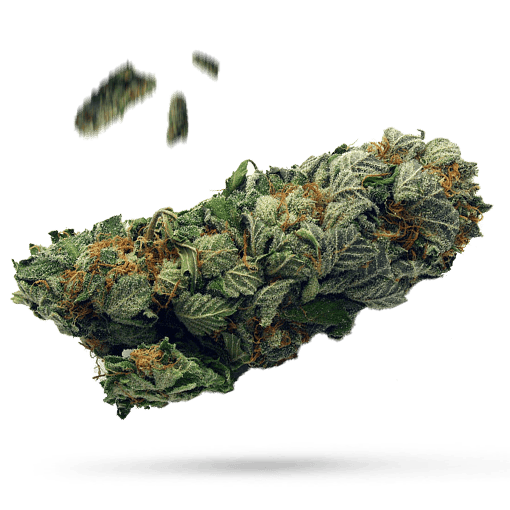 Animal Sherbert - Cannabissorte