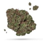 Anti Corona - Cannabissorte