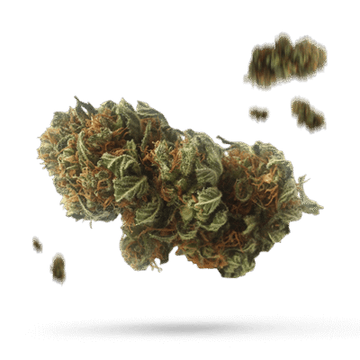 Anubis - Cannabissorte