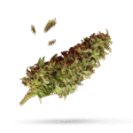 Aurora Indica - Cannabissorte