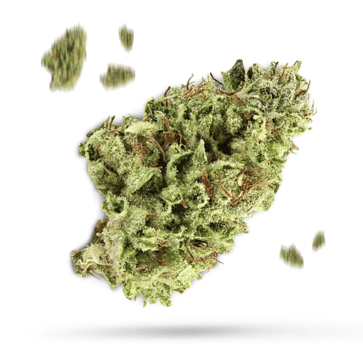 Bay Platinum Cookies - Cannabissorte