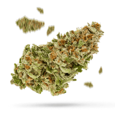 Berry Gelato - Cannabissorte