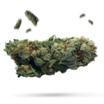 Bert's Cookie Dough - Cannabissorte