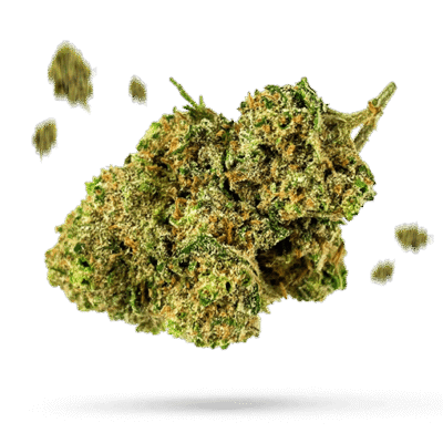 Big Band - Cannabissorte