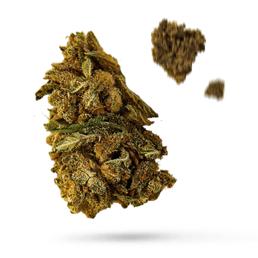 Big Bang - Cannabissorte