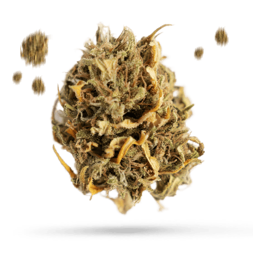 Big Block - Cannabissorte