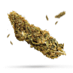 Big Bud - Cannabissorte