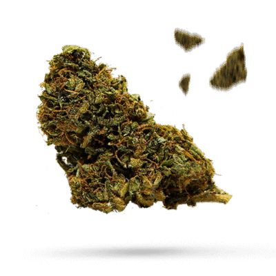 Biker Le’Blanc - Cannabissorte