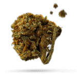 Biscotti - Cannabissorte