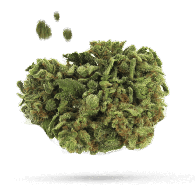 Biscotti Cake - Cannabissorte