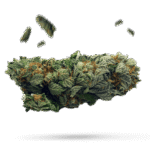 Biscotti Cookies - Cannabissorte