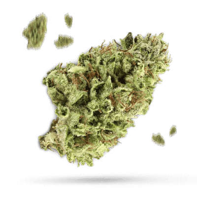 Black Berrium - Cannabissorte