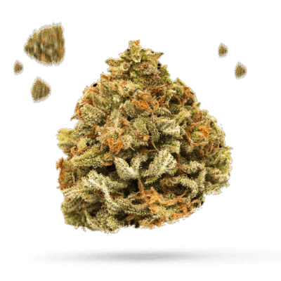 Black Cherry OG - Cannabissorte