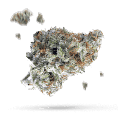 Black Dahlia - Cannabissorte