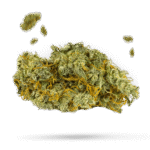 Black Destroyer - Cannabissorte