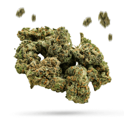 Black Girl Magic OG - Cannabissorte