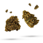 Black Out - Cannabissorte