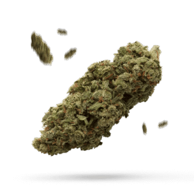 Black Skunk - Cannabissorte