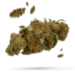 Blaze - Cannabissorte