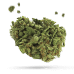 Blissful Berry - Cannabissorte