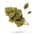 Blue Afghani - Cannabissorte