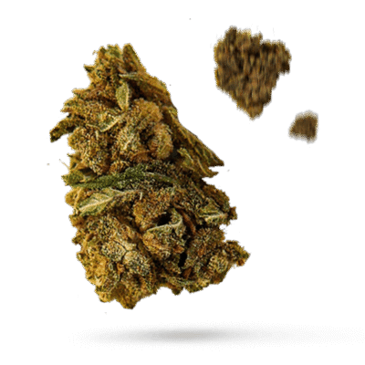 Blue Bastard - Cannabissorte