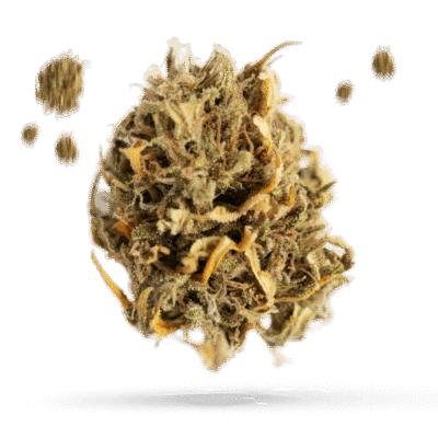 Blue Buddha - Cannabissorte