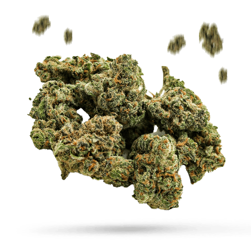 Blue Burst - Cannabissorte