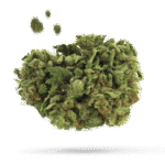 Blue Iguana - Cannabissorte