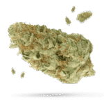 Blue J - Cannabissorte