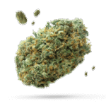 Blue Java - Cannabissorte